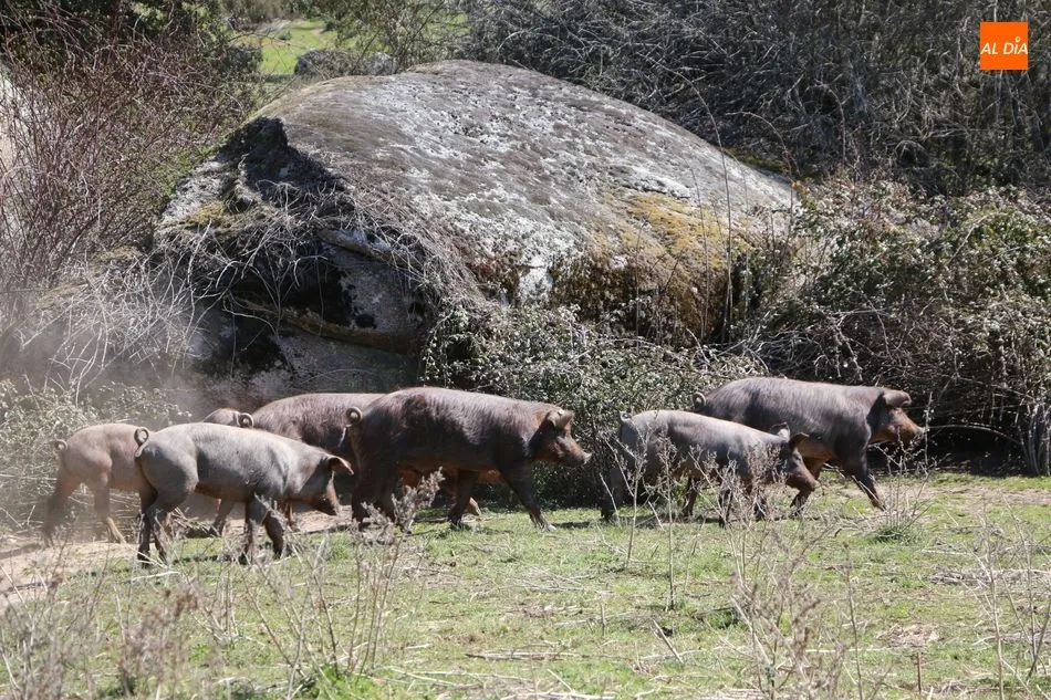 Foto 3 - Rollanejo, ejemplo de gesti&oacute;n de la dehesa a trav&eacute;s de la ganader&iacute;a y el turismo  