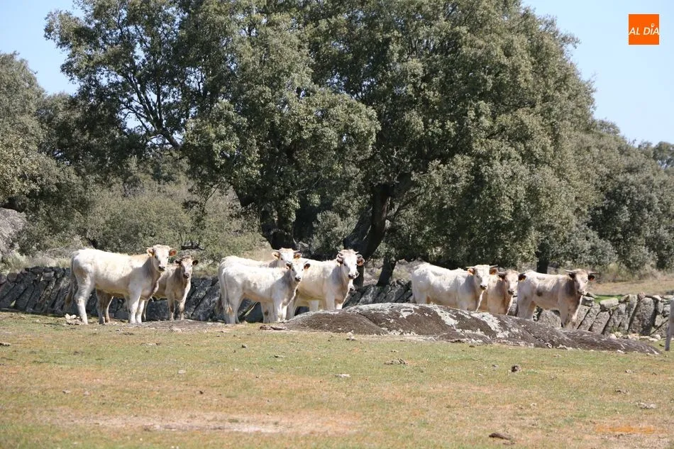 Foto 4 - Rollanejo, ejemplo de gesti&oacute;n de la dehesa a trav&eacute;s de la ganader&iacute;a y el turismo  
