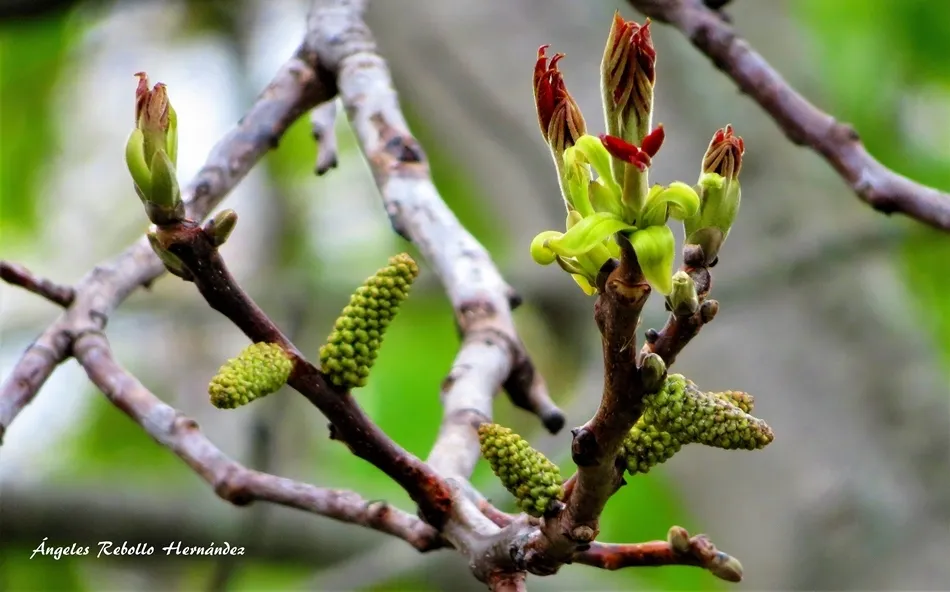 El fulgor de la rama