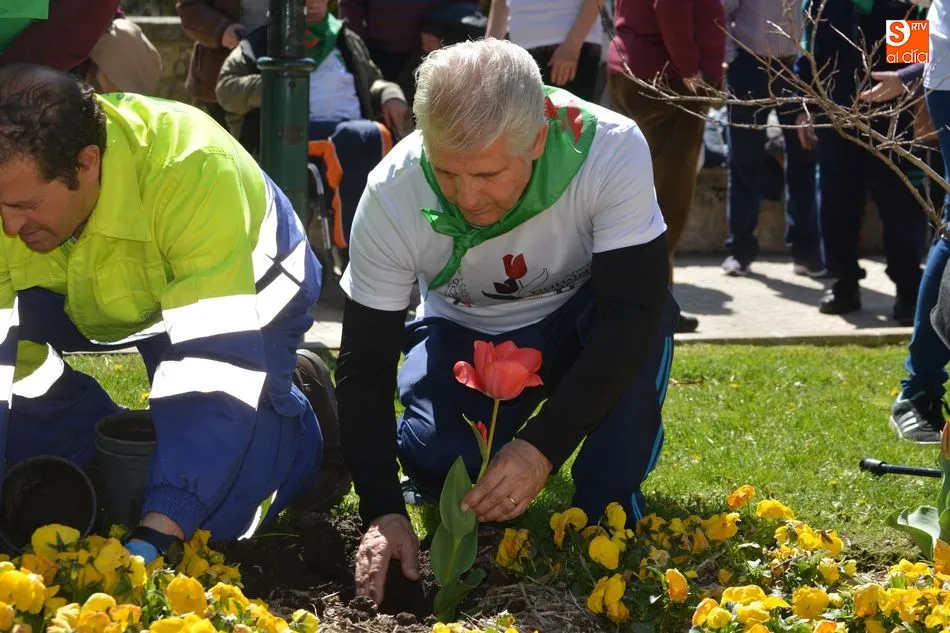 Plantación simbólica de tulipanes en Salamanca