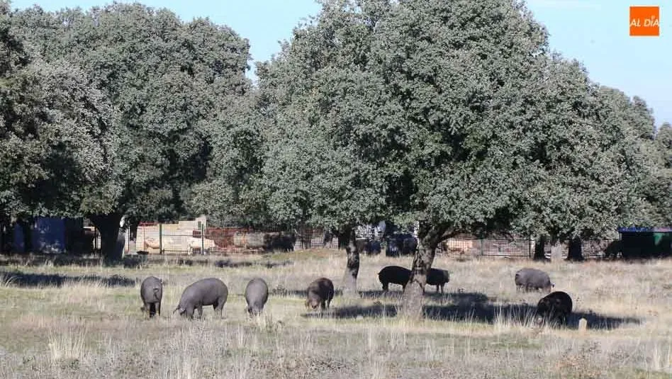Menos sacrificios y canales aptas de ibéricos en montanera durante esta campaña