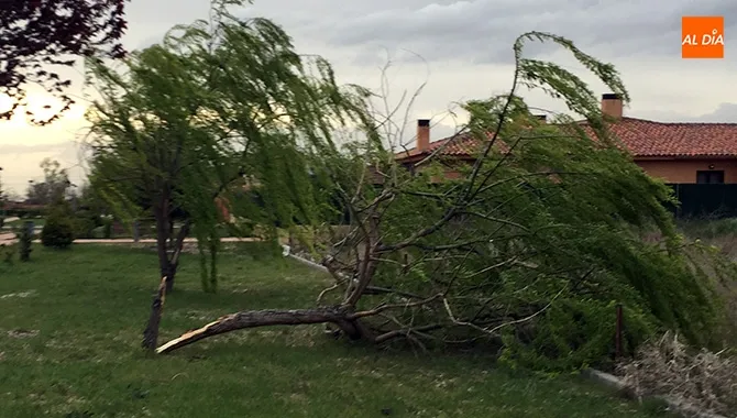 Foto 2 - La ca&iacute;da de un &aacute;rbol en Los Jardines deja un herido en una complicada tarde por el viento