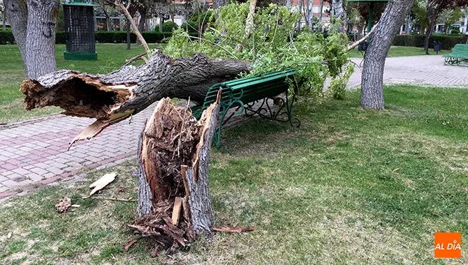 La caída de un árbol por el viento en el parque Los Jardines dejaba un herido
