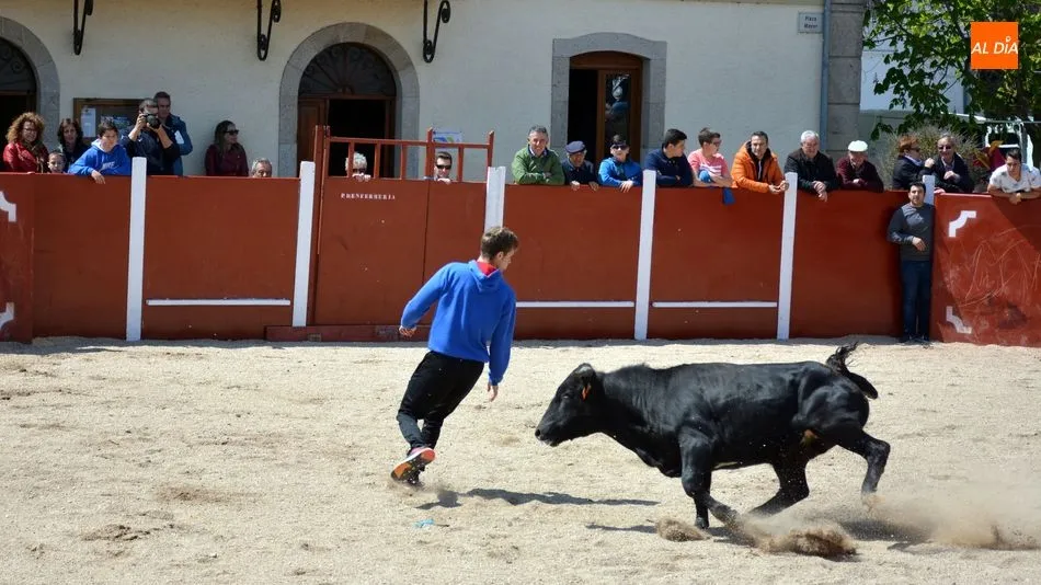 Foto 9 - Animado encierro de seis reses en las fiestas de San Jorge de Olmedo
