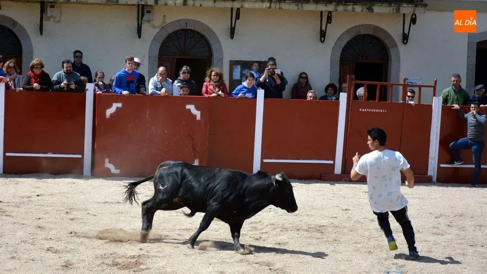 Foto 8 - Animado encierro de seis reses en las fiestas de San Jorge de Olmedo
