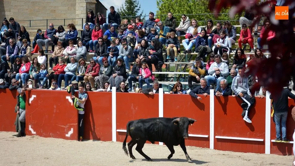 Foto 7 - Animado encierro de seis reses en las fiestas de San Jorge de Olmedo