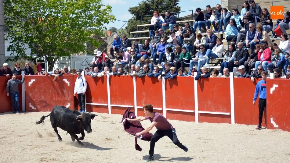 Foto 6 - Animado encierro de seis reses en las fiestas de San Jorge de Olmedo