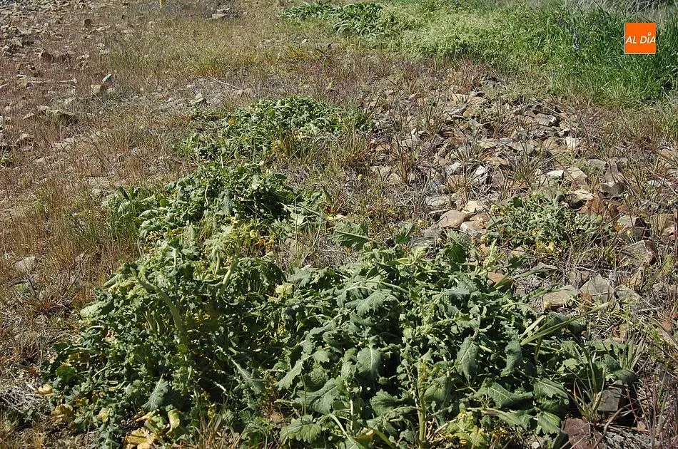 Foto 11 - Un apicultor de Ciudad Rodrigo culpa al &lsquo;tren herbicida&rsquo; de ADIF de la muerte de sus colmenas