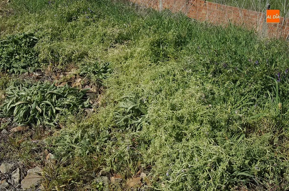 Foto 9 - Un apicultor de Ciudad Rodrigo culpa al &lsquo;tren herbicida&rsquo; de ADIF de la muerte de sus colmenas