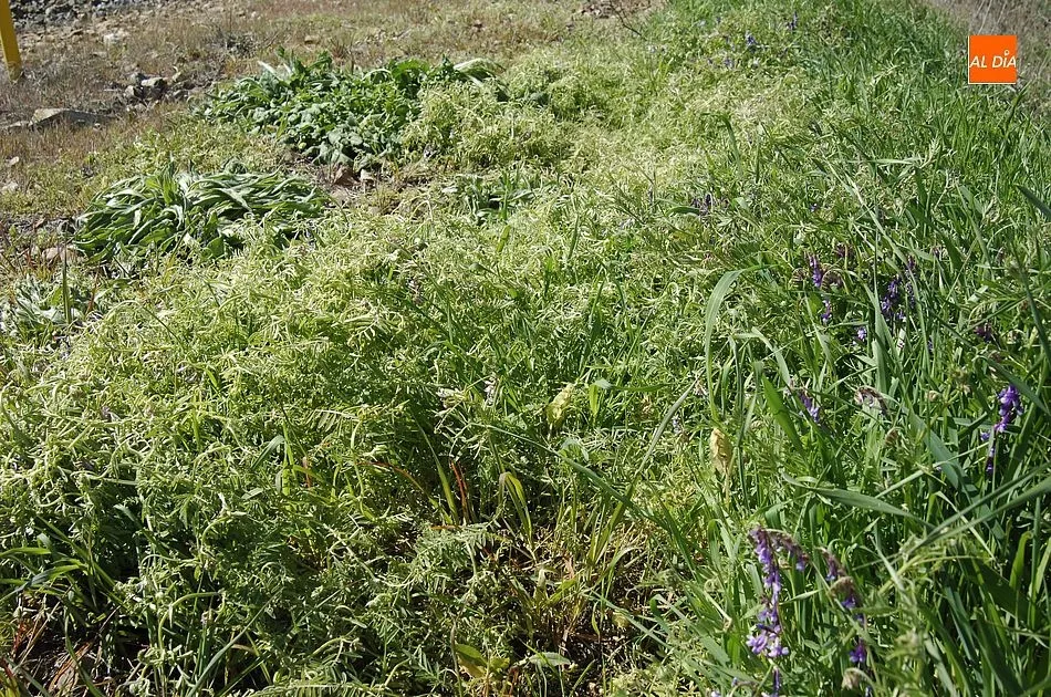 Foto 7 - Un apicultor de Ciudad Rodrigo culpa al &lsquo;tren herbicida&rsquo; de ADIF de la muerte de sus colmenas