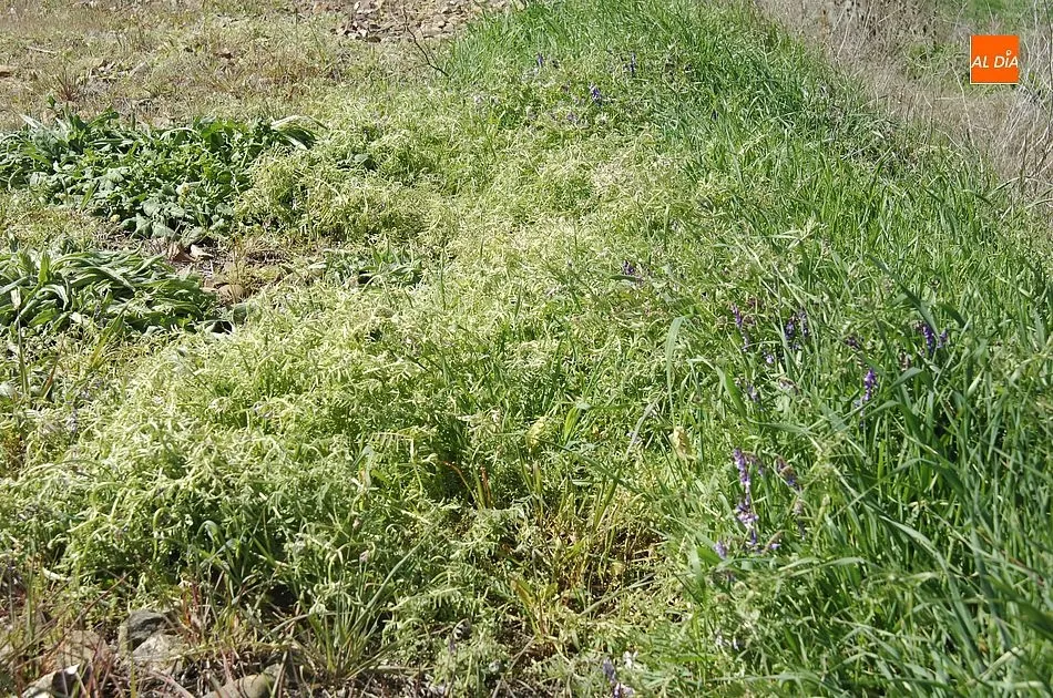 Foto 6 - Un apicultor de Ciudad Rodrigo culpa al &lsquo;tren herbicida&rsquo; de ADIF de la muerte de sus colmenas
