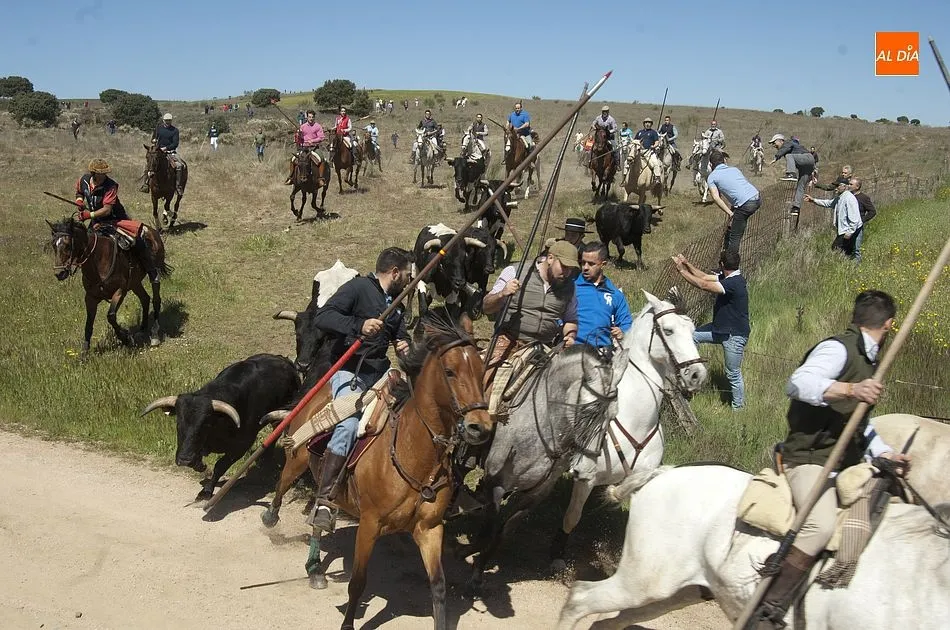 La manada llegando al núcleo urbano de Gallegos | Fotos Adrián Martín