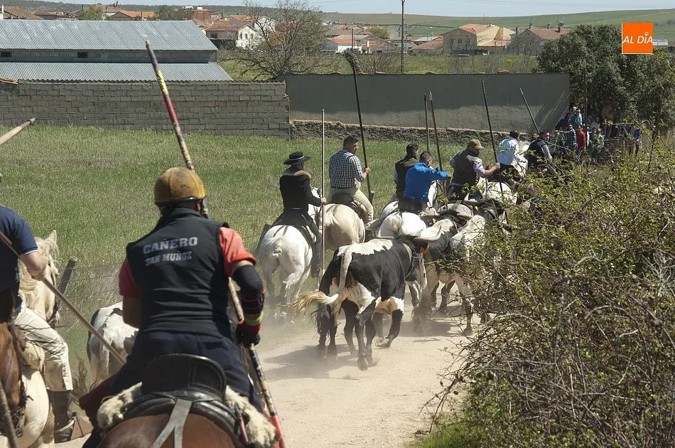 Foto 10 - Miles de personas presencian el r&aacute;pido y limpio primer encierro de Gallegos  
