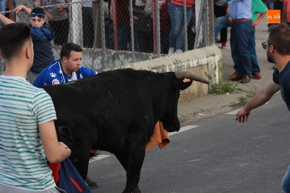Foto 11 - Tarde taurina en Gallegos de Arga&ntilde;&aacute;n para despedir sus fiestas  