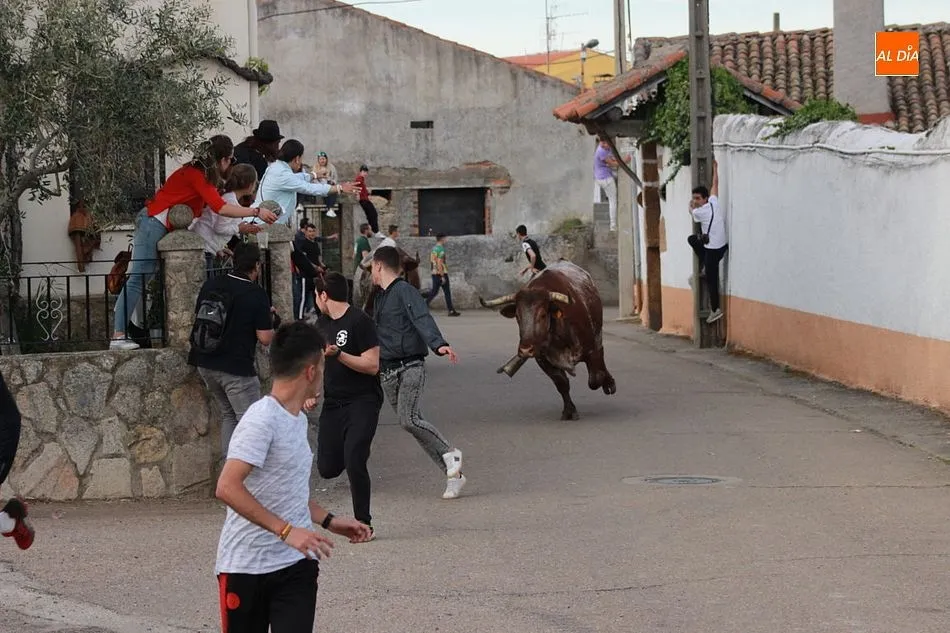 Foto 7 - Tarde taurina en Gallegos de Arga&ntilde;&aacute;n para despedir sus fiestas  