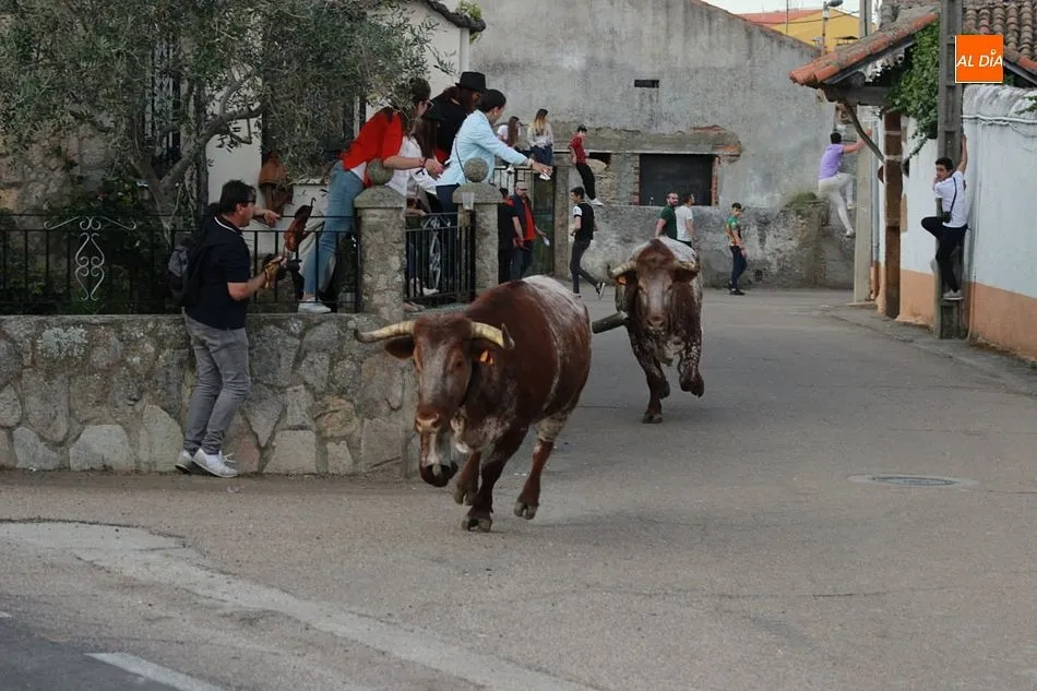 Foto 3 - Tarde taurina en Gallegos de Arga&ntilde;&aacute;n para despedir sus fiestas  