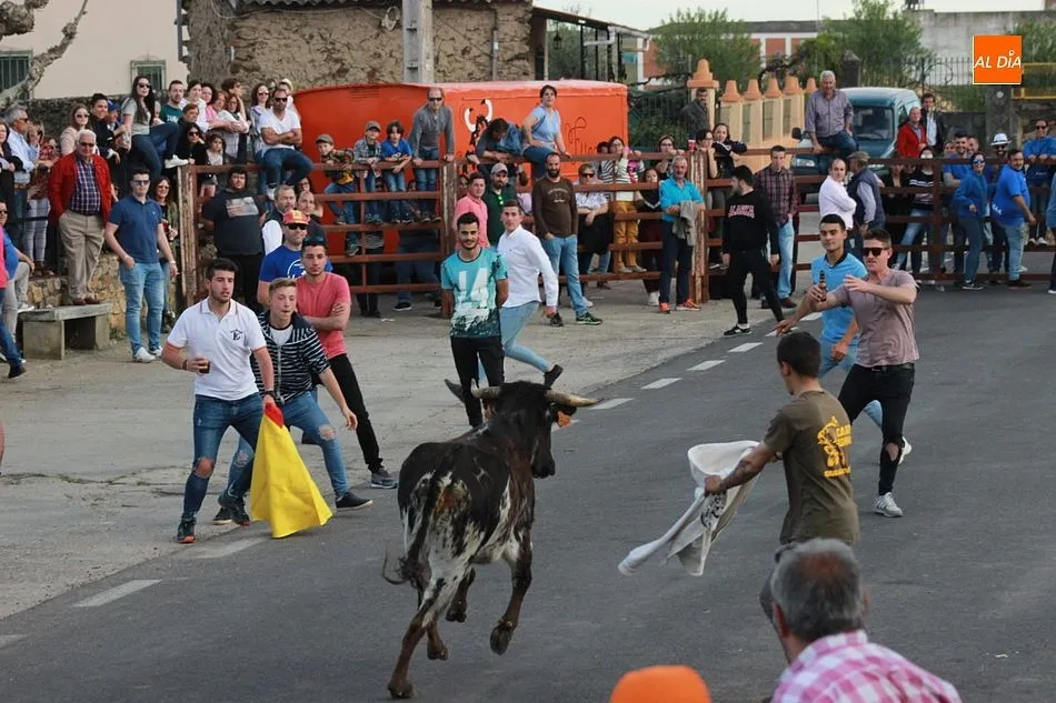 Foto 2 - Tarde taurina en Gallegos de Arga&ntilde;&aacute;n para despedir sus fiestas  