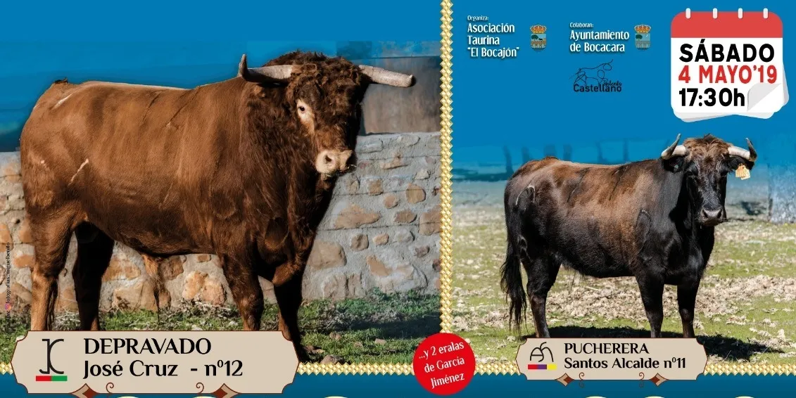 El Bocajón sacará este sábado a las calles de Bocacara su VI Toro de San Miguel Arcángel  