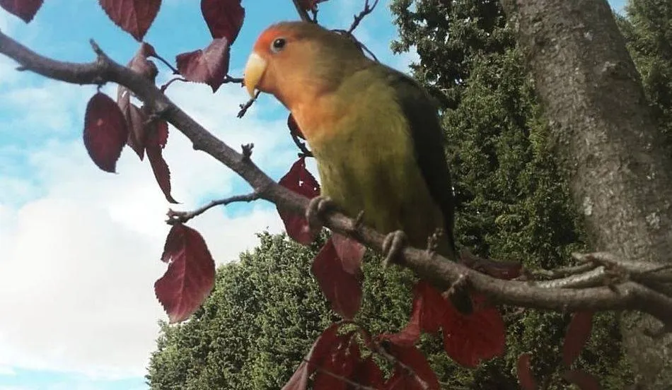 Ejemplar similar al extraviado