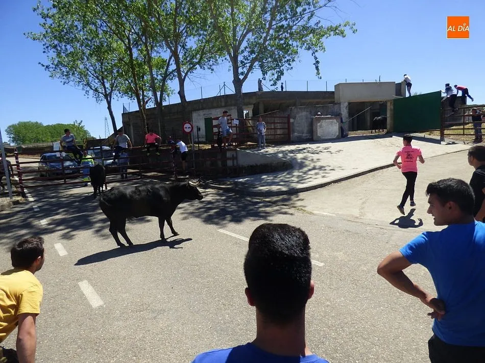 Foto 6 - Las calles de El Bod&oacute;n acogen un limpio y entretenido encierro urbano  