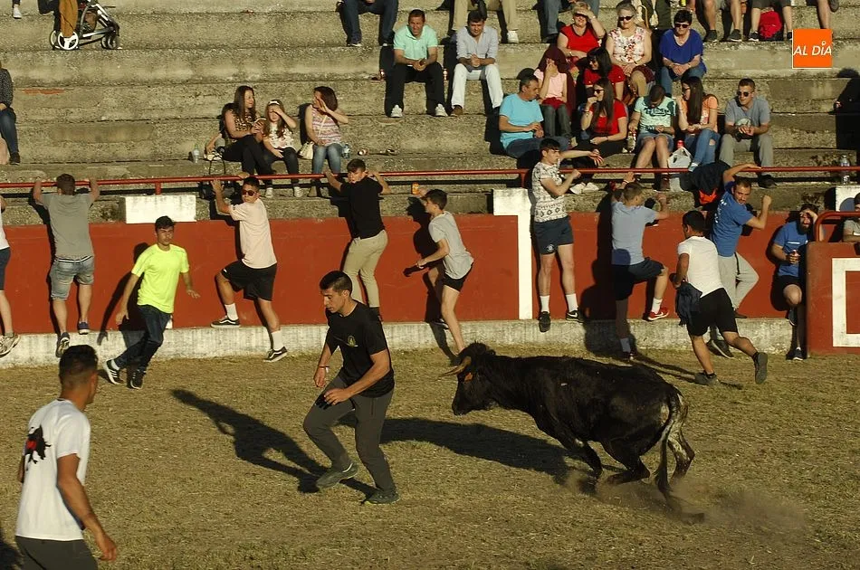 Foto 9 - Gran valent&iacute;a entre los j&oacute;venes a la hora de medirse a las reses en Saelices  