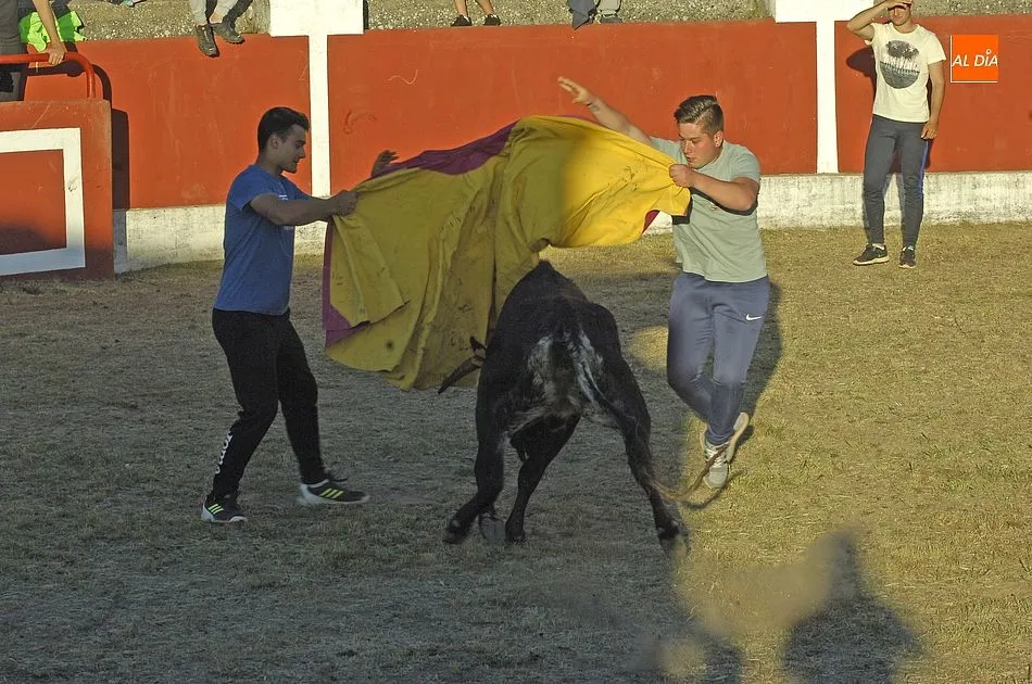 Foto 7 - Gran valent&iacute;a entre los j&oacute;venes a la hora de medirse a las reses en Saelices  