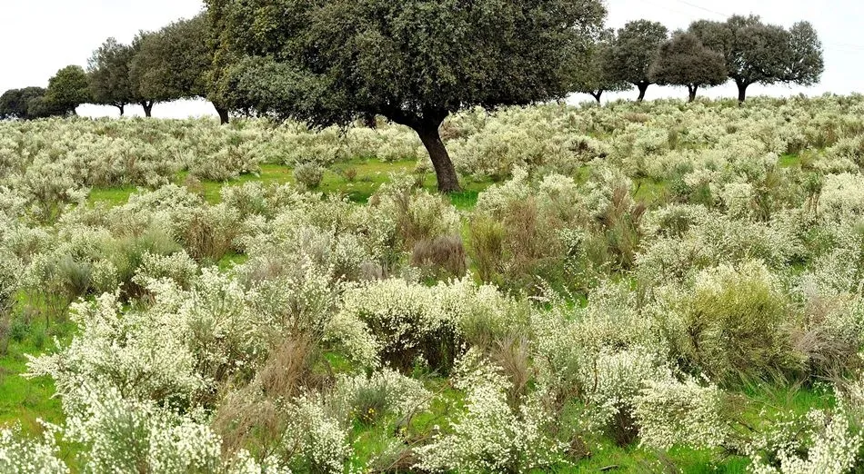 La alegría de la dehesa