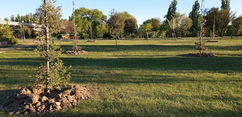 Encinas plantadas en Huerta Otea