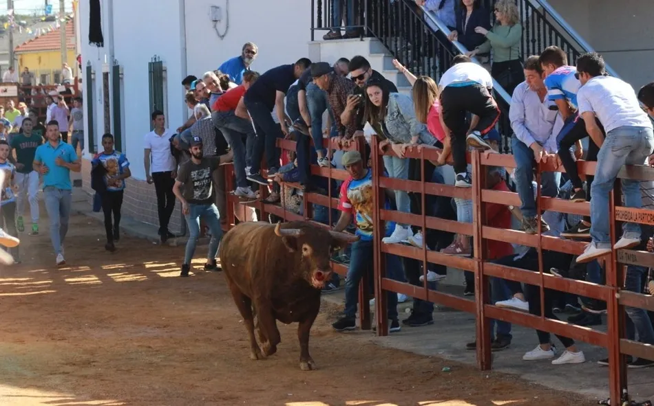 El Toro de San Miguel Arcángel, en las calles de Bocacara | Fotos Pablo Holgado