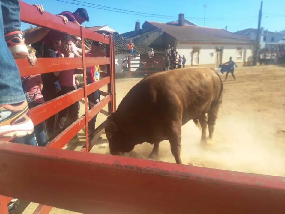 Foto 11 - Los actos taurinos de Bocacara dejaron un joven corneado  