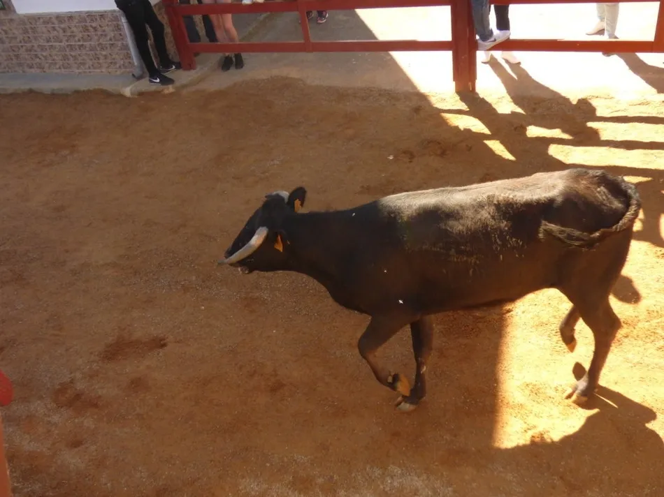 Foto 7 - Los actos taurinos de Bocacara dejaron un joven corneado  