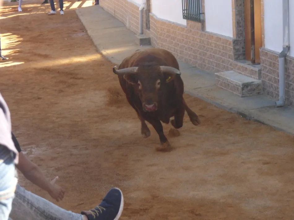 Foto 5 - Los actos taurinos de Bocacara dejaron un joven corneado  