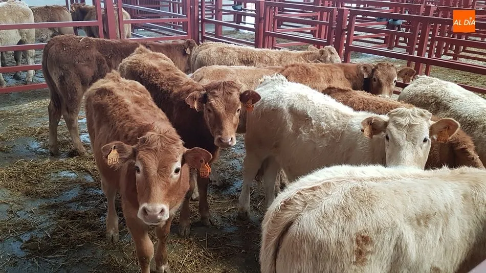 El mercado ha superado esta jornada las 2.100 cabezas