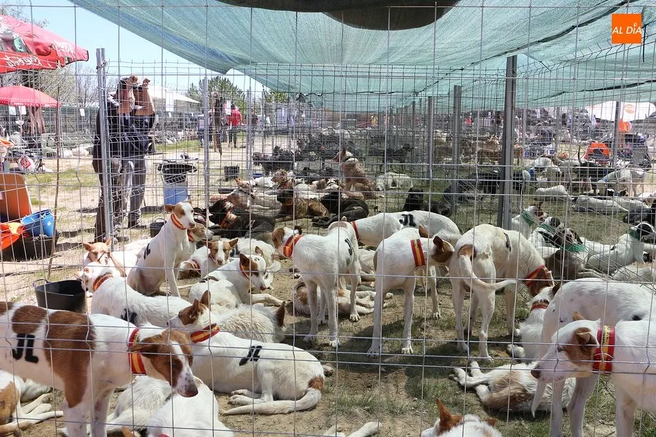Foto 3 - Nuevo &eacute;xito de la feria cineg&eacute;tica de Linares de Riofr&iacute;o