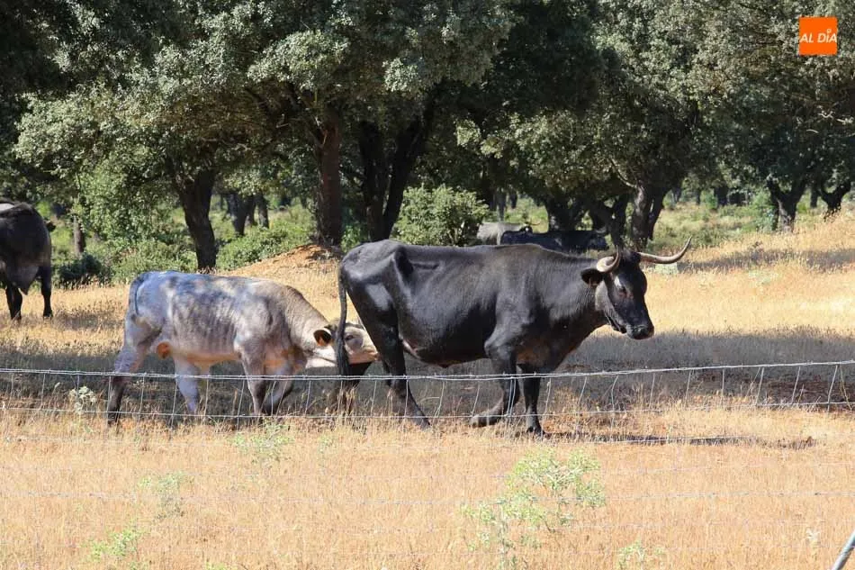 La OPA denuncia que este protocolo no soluciona la grave situación de los ganaderos