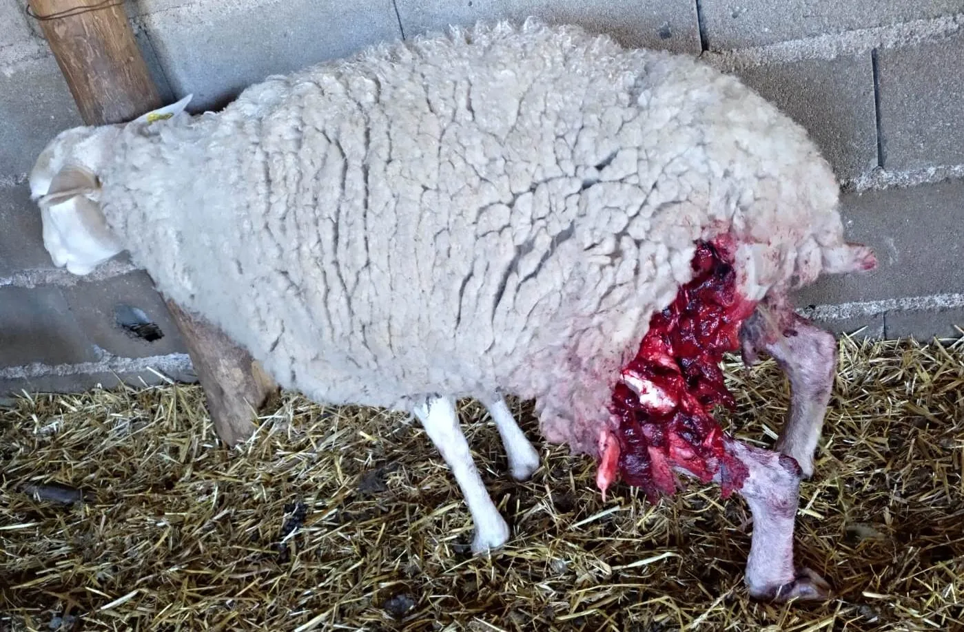 Un ataque en Puebla de Azaba deja 6 ovejas muertas y 7 gravemente malheridas  