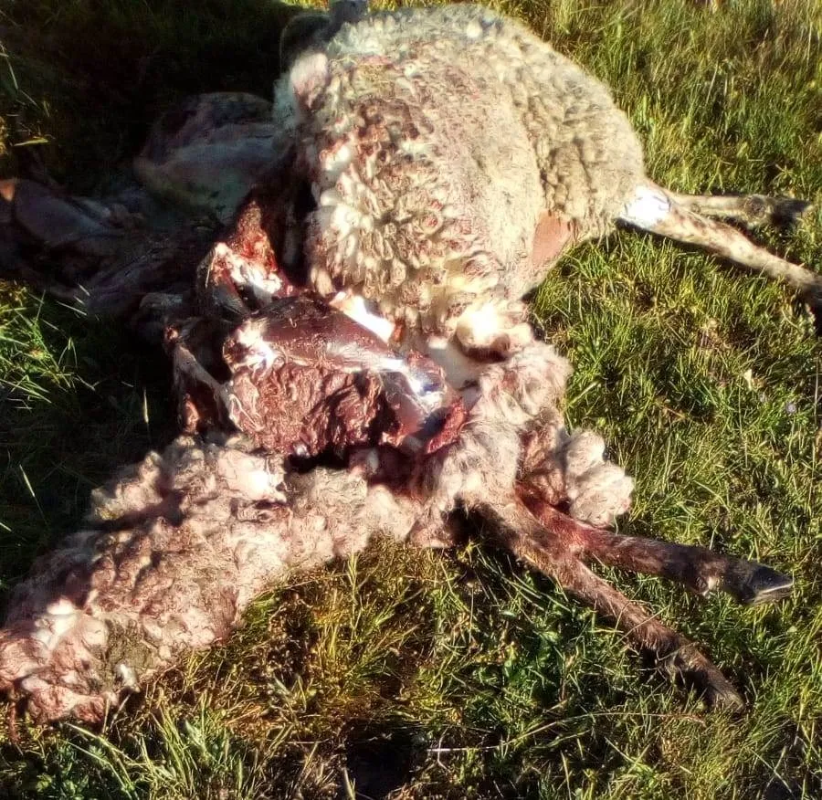 Foto 2 - Un ataque en Puebla de Azaba deja 6 ovejas muertas y 7 gravemente malheridas  