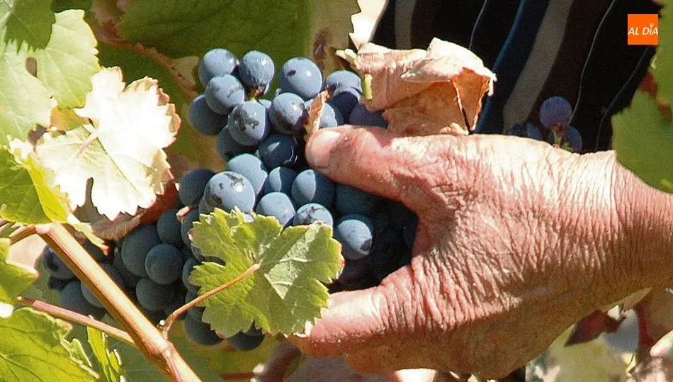 La uva Juan García solo se encuentra en Arribes y una zona de Portugal / CORRAL