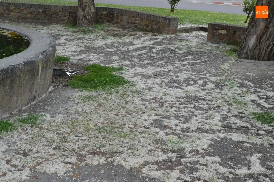 1Foto: Malos tiempos para los alérgicos  