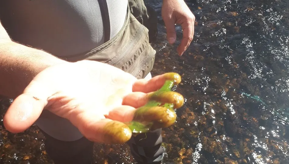 Los muestreos se realizarán en ríos, lagos de montaña y embalses