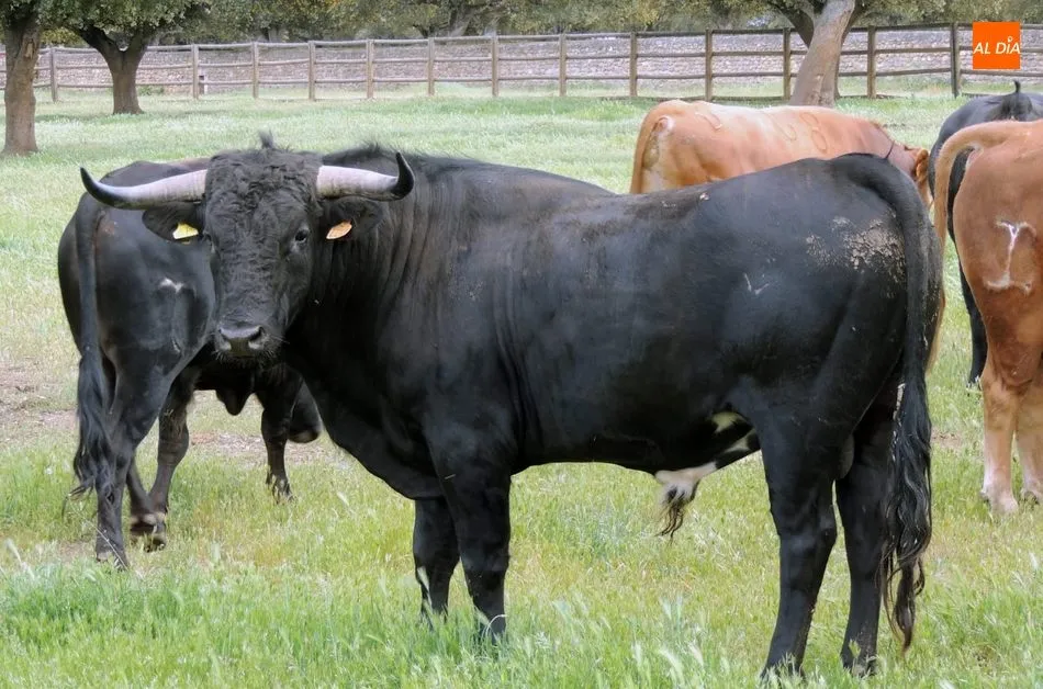 Delegado tiene procedencia Domecq