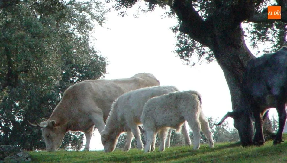 El sector agroganadero, fundamental para la provincia de Salamanca