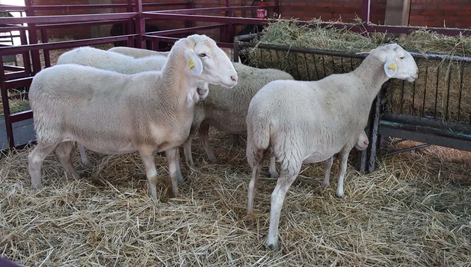 Ejemplares de la raza Castellana en Salamaq