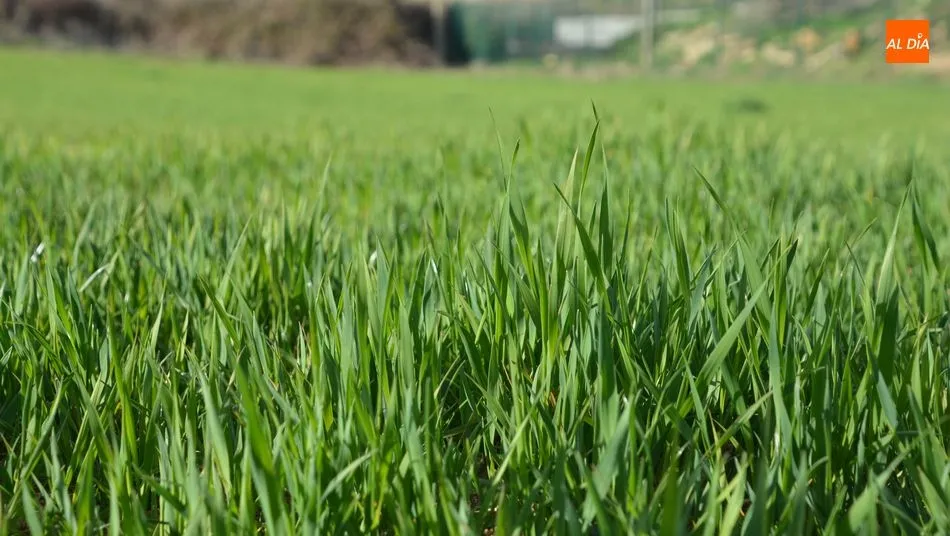 Salamanca, la provincia donde más aumenta la superficie de cultivos ecológicos. Foto: Lydia González