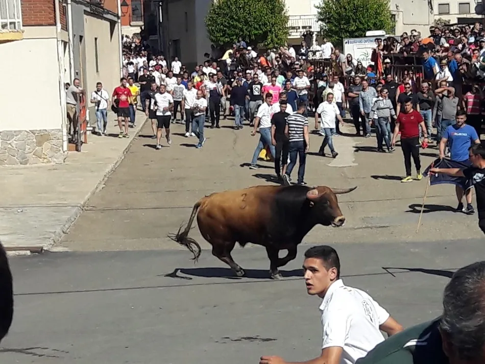 Multitudinario Toro de San Isidro en Cantalpino