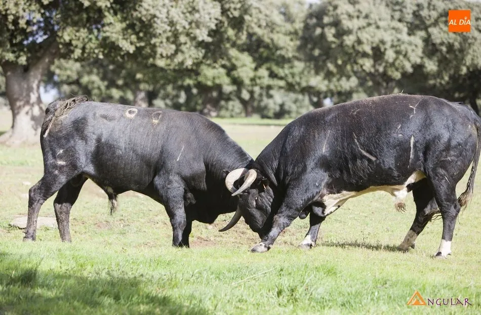 Los toros de Barcial, referente en el Campo Charo | FOTOS: Pablo Angular