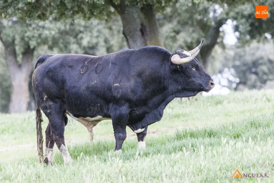 Foto 9 - Barcial, la seriedad de un hierro hist&oacute;rico