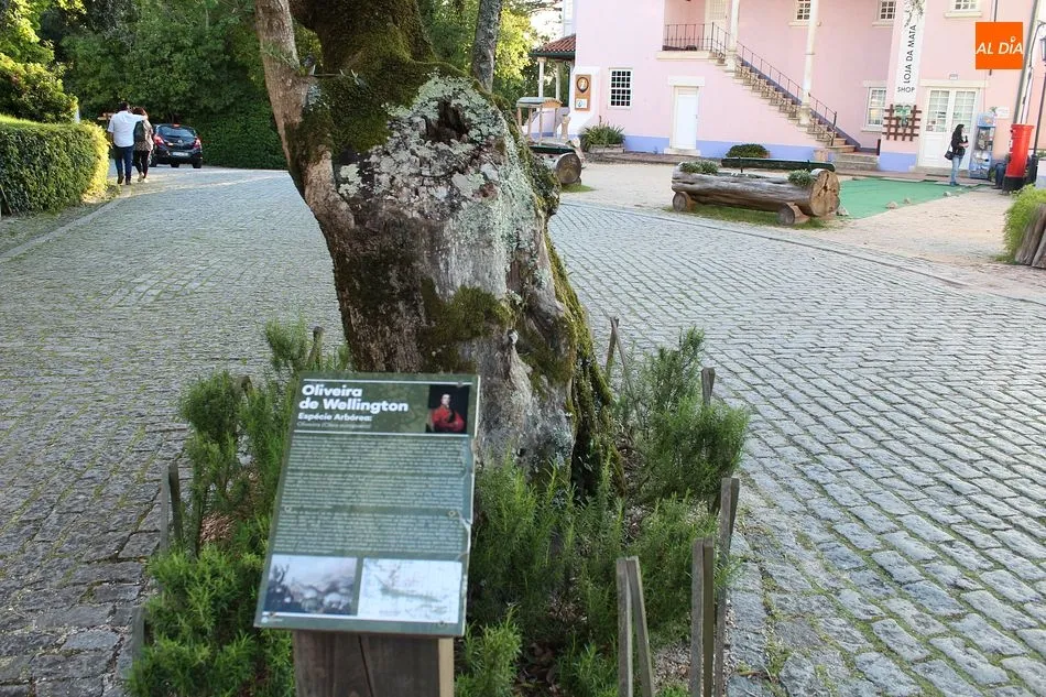 Foto 7 - Mata Nacional de Bu&ccedil;aco, exuberancia en el recogimiento  