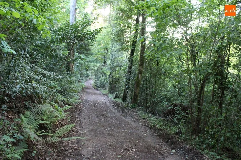 Foto 4 - Mata Nacional de Bu&ccedil;aco, exuberancia en el recogimiento  