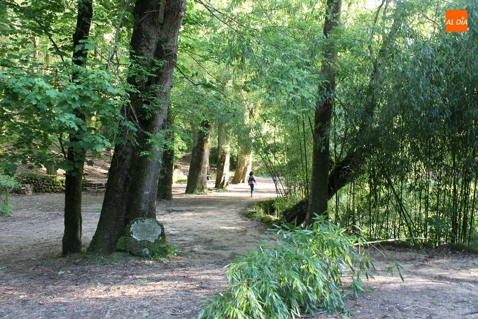 Foto 2 - Mata Nacional de Bu&ccedil;aco, exuberancia en el recogimiento  
